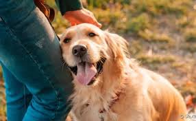 Pets como aliados na saúde mental e suporte emocional