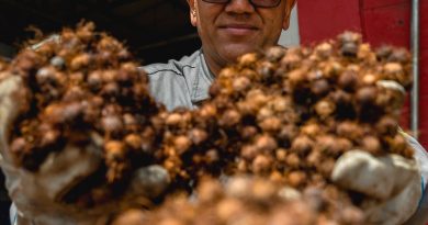 Solar Coca-Cola transforma caroço de açaí em fonte de energia renovável no Pará