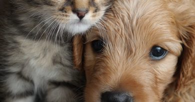 Natal e Réveillon Pet: especialistas alertam para riscos alimentares e estresse